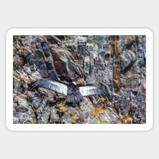 Condor Cleaning Himself - Lake Argentina, Argentina Sticker